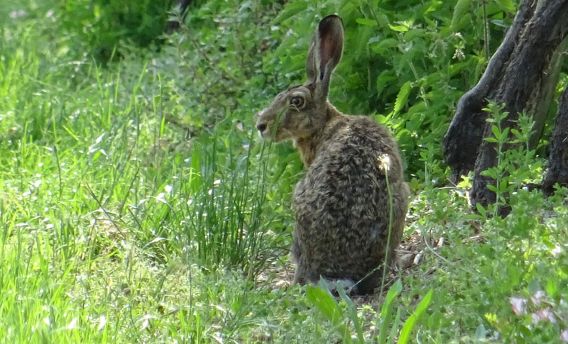 Lepre ? S : Lepus europaeus - Leporidae